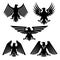 Set of hawk and eagle heraldic, falcon icons