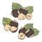 Set of hazelnuts, color compositions with kernels, shells and leaves. For packaging or labeling of snacks and hazelnut bars