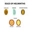 Set helminth eggs. Worms egg. Hepatic fluke, hepatic trematode, ascaris, pinworm. Trichuris trichiura. Infographics. Vector