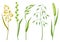 Set of herbs and cereal grass. Floral collection with meadow plants