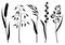 Set of herbs and cereal grass silhouettes. Floral collection with meadow plants