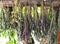 A set of herbs is hung and dried under natural conditions under a tree. Dry herbs. Herb collection, drying process.Mint, sage,