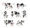 Set of Holstein cows for livestock farm in flat vector illustration isolated