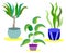 set - home indoor plants - sansevieria, ficus, dracaena in ceramic pot close-up. Top Vector image. For comfort and interior
