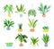 Set of Home plants in flowerpots