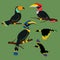 Set of Hornbill Tropical Bird