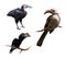 Set of hornbills (Bucerotidae)