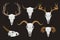 Set of horned skulls of different animals