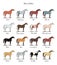 Set of horse color chart breeds.  Equine coat colors with text. Equestrian scheme.
