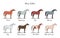 Set of horse color chart. Equine coat colors with text. Equestrian scheme.