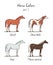 Set of horse color chart on white. Equine coat colors with text.