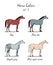 Set of horse color chart on white. Equine coat colors with text.