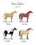 Set of horse color chart on white. Equine coat colors with text. Equestrian scheme.