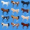 Set horses breed. Cute flat horse. Vector illustration.