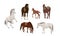 Set of horses in brown and white. Equus ferus caballus females, males and foals. Domestic and wild vector