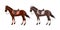 Set of horses of different suits in different ammunition for jumping - saddle, cap, bridle, halter, wagtrap, stamping. Riderless.