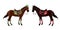 Set of horses of different suits in different ammunition for jumping - saddle, cap, bridle, halter, wagtrap, stamping. Riderless.