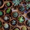 Set of house indoor succulent plants and various cactus in diff
