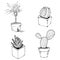 Set of house plants in pots. Vector illustration of a domestic dracaena plant, cactus, succulents. Hand drawn palm tree in a pot