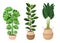 Set of houseplants - monstera, ficus, ravenala palm, rubber plant, pipal. Vector illustration isolated on white