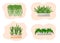 Set of houseplants - nephrolepis, fern, succulent, sansevieria, chlorophytum, hanging plant. Vector illustration