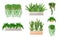 Set of houseplants - nephrolepis, fern, succulent, sansevieria, chlorophytum, hanging plant. Vector illustration