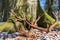 A set of huge deer antler sheds found in the forest. Beautiful forest background. Bieszczady Mountains, Carpathians, Poland