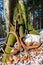 A set of huge deer antler sheds found in the forest. Beautiful forest background. Bieszczady Mountains, Carpathians, Poland