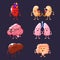 Set of human internal organs illustrations. Funny human body organs.