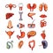Set of human internal organs including brain, heart, liver, spleen, kidneys, reproductive system, skin isolated vector illustratio