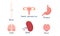 Set of human organs bones, lungs, brain, female reproductive system, spleen, stomach. Vector illustration in flat