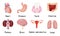 Set of human organs heart, kidney, lungs, brain, female reproductive system, intestine, tooth, stomach. Vector