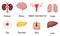 Set of human organs kidneys, brain, female reproductive system, lungs, eye, pancreas, skin, liver. Vector illustration