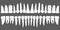 Set of human teeth dental template