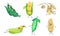 Set of humanized ears of corn and ears. Vector illustration.