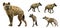 Set of hyenas. Isolated over white background