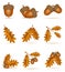 Set icons autumn oak acorns with leaves vector illustration