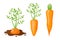 Set Icons Carrot Growing in Soil, Vegetable with Green Leaves, Short and Long Root Isolated on White Background