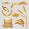 Set of icons with golden wheat ears, dried grains, flour in linen sack and wooden scoop. Organic agricultural crop
