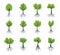 A set of Icons showing Trees with green leaves and roots. Illustration with vector outline. Plants in the garden. Bio elements.