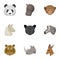 A set of icons of wild animals. Predatory and peaceful wild animals.Realistic animal icon in set collection on cartoon