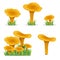 Set illustration chanterelles mushrooms. vegetable healthy food