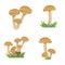Set illustration Edible mushrooms, growing on a stump. vegetable healthy food. mushrooms isolated on white background.