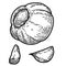 Set of illustration of garlic in engraving style. Design element for logo, label, emblem, sign, badge.