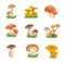 Set illustration mushrooms. Edible mushrooms Chanterelles, white fungus, boletus.