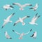 Set illustrations of atlantic seagulls in cartoon style. Pictures of birds in different poses