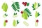 Set of illustrations with Bilimbi exotic fruits, flowers and leaves isolated on a white background