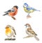 A set of illustrations of birds
