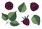 Set of  illustrations of blackberries and leaves