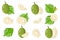 Set of illustrations with Breadfruit exotic fruits, flowers and leaves isolated on a white background